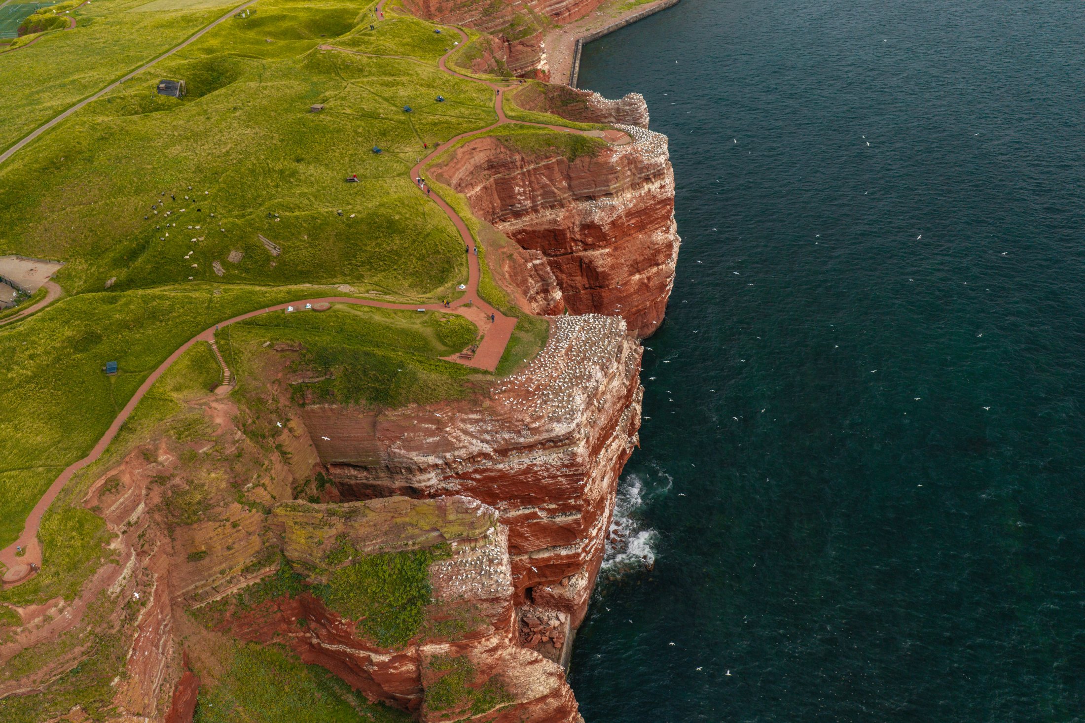 Der Lummenfelsen auf Helgoland von oben, rote Klippen mit Basstölpel-Kolonien